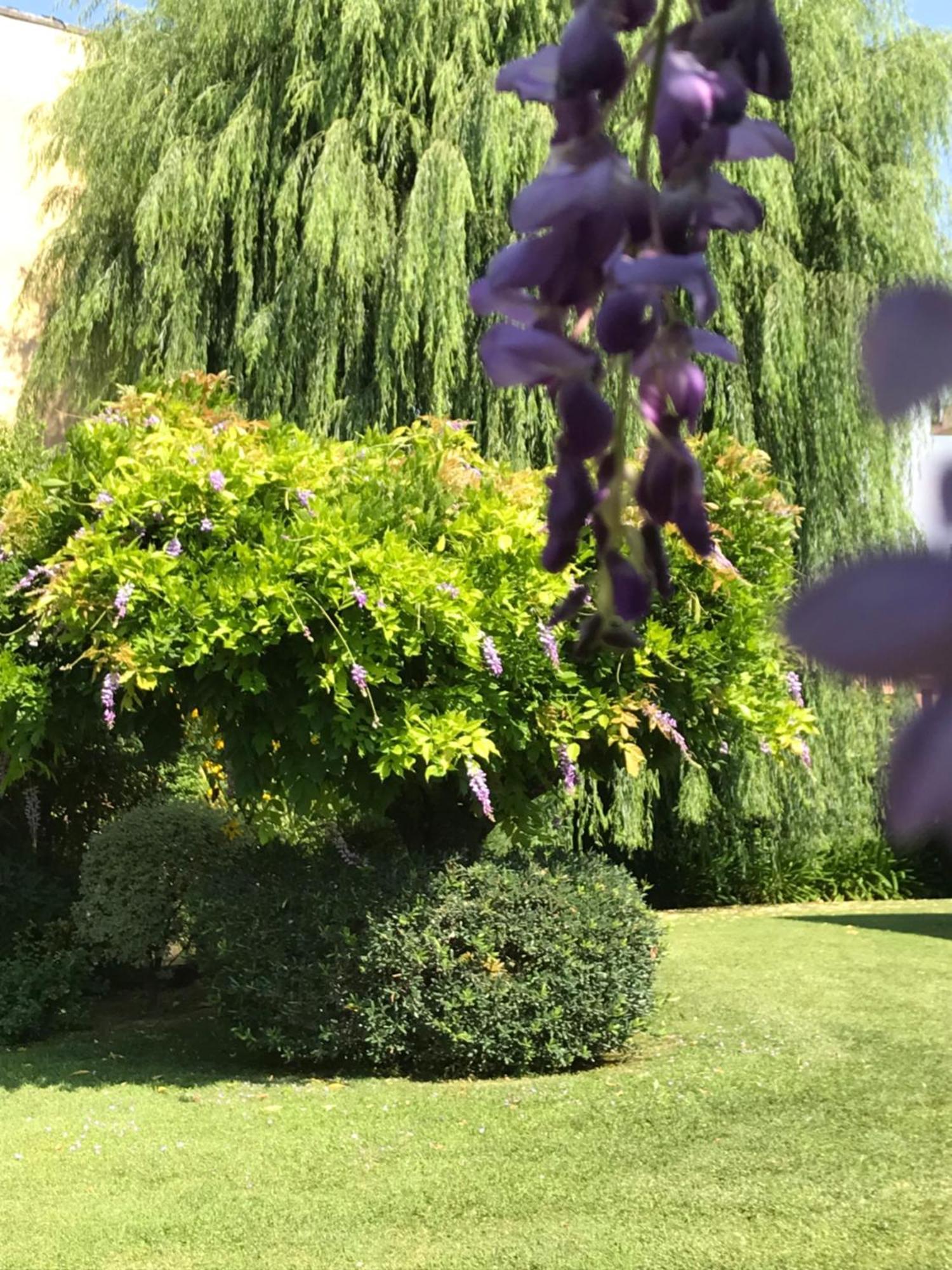 ألبينغا Villa Marlene B&B المظهر الخارجي الصورة