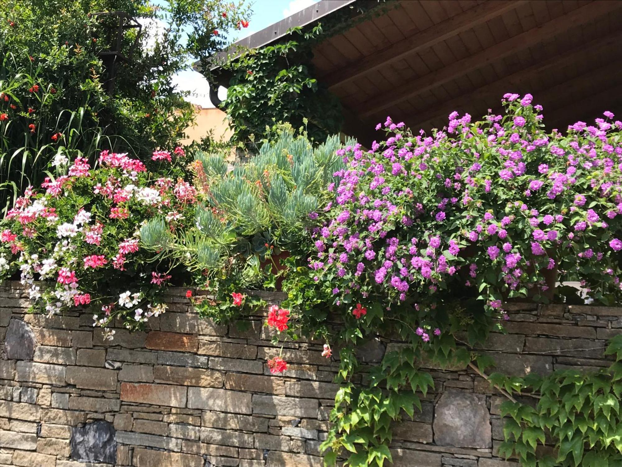 ألبينغا Villa Marlene B&B المظهر الخارجي الصورة